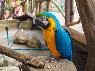 colorful parrot