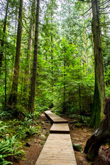 small deserted wood pathway in a middle of a lush forest of pines in the rocky mountains of british columbia in canada