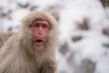 Japanese snow monkey  with snow background in Jigokudani, Nagano, japan