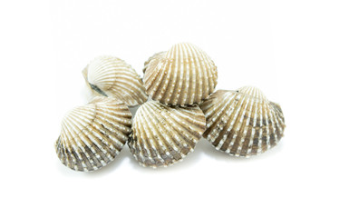 fresh cockles  on white background, seafood
