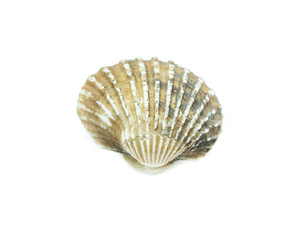 cockles  on white background