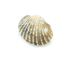 fresh cockles  on white background