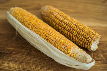 Last year harvest of corn after 6 months storing. Dry seeds ready for planting. Spring agriculture time. Organic food background.