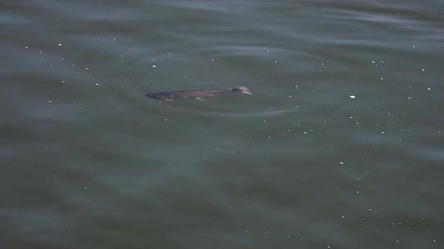 A Rainbow trout rises to the surface of the water and eats a midge off the surface