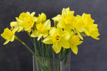 Yellow daffodils, easter flowers in glass vase. Grey background. 