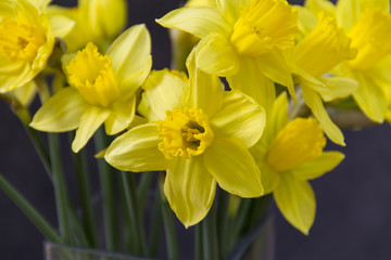 Obraz na płótnie Canvas Yellow daffodils, easter flowers in glass vase. Grey background. 