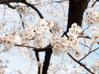 白い桜