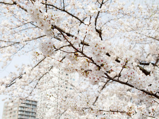 都会の桜