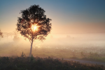 Fototapeta na wymiar sunshine through tree during misty morning
