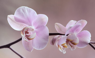 Storczyki - Orchidea - obrazy, fototapety, plakaty