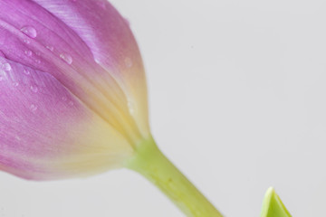 Obraz premium colorful bouquet of fresh spring tulip flowers with water drops on white background