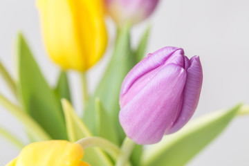 Naklejka premium colorful bouquet of fresh spring tulip flowers with water drops on white background