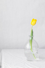 colorful bouquet of fresh spring tulip flowers with water drops on white background