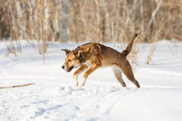 Dog playing in the snow.