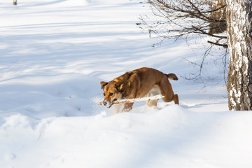 Dog playing and retrieving a stick