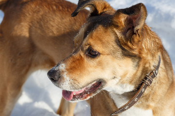 Portrait of a cute red dog.