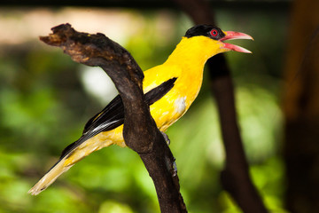 colorful bird