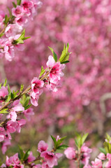 Branch with flowers, closeup
