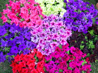 Multicolored petunia flowerbed - obrazy, fototapety, plakaty