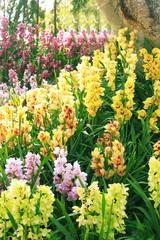 Obraz premium Summer orchid flower in the forest