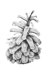 Black and white drawing of pine cone
