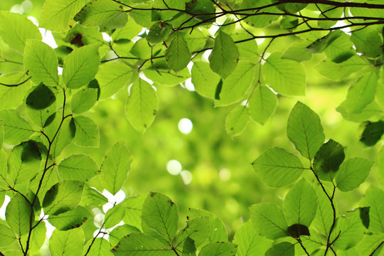 beech leaf background