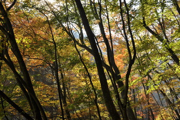 秋　西沢渓谷　川　谷　滝　落ち葉