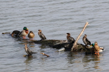 Fototapeta premium pygmy cormorant and mallard on rotten tree stump in river, Anas platyrhynchos, Phalacrocorax pygmaeus
