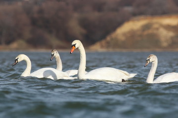 mute swan on blue river, cygnus olor