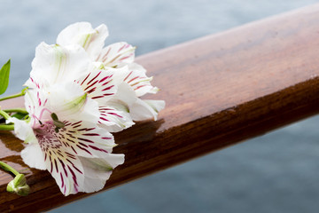 White Alstroemeria flower on wooden railing. Copyspace.
Ocean background.