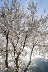 Fototapeta premium Cherry Blossoms of Doshi River(道志川の桜) in Kanagawa, Japan