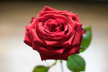 Gros plan sur une rose, bokeh en arrière plan