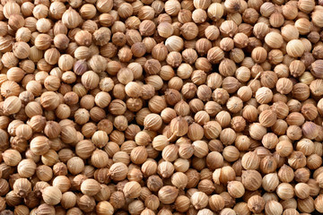 コリアンダーシード