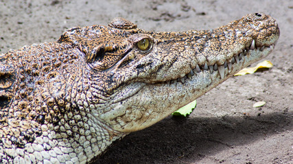 crocodile