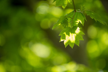 新緑の葉