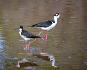 Obraz premium Black necked stilt, shore bird in the Galapagos.