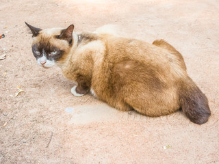Brown cat lying on earth