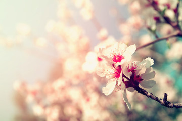 Fototapeta premium abstract dreamy and blurred image of spring white cherry blossoms tree. selective focus. vintage filtered 