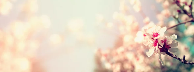 Foto auf Alu-Dibond Abstrakter verschwommener Websitefahnenhintergrund des weißen Kirschblütenbaums des Frühlinges. selektiver Fokus. Vintage gefiltert mit Glitzer-Overlay © tomertu