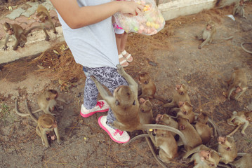 The girl feeds the monkey in Thailand