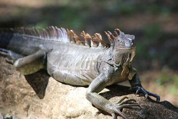 Iguana
