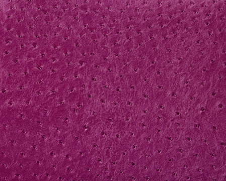 ostrich leather surface