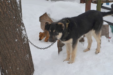Пес и щенок зимой на снегу