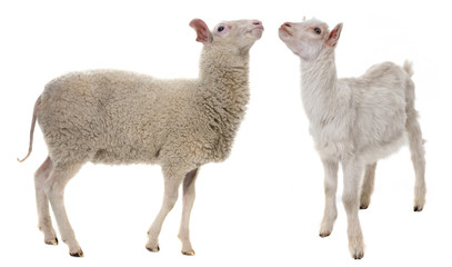 Fototapeta premium a sheep isolated on white background