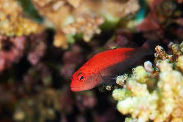 Obraz na płótnie Canvas Blackside hawkfish (Paracirrhites forsteri), red form in the Red Sea, Egypt.