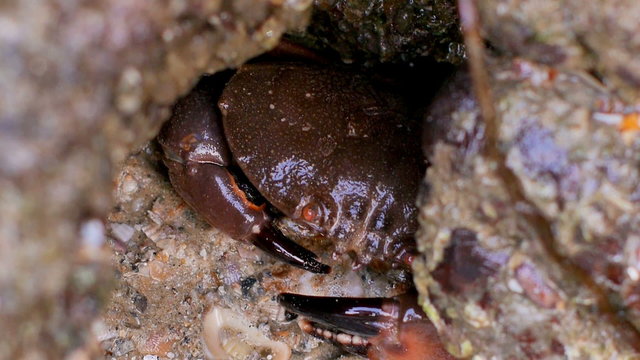 Closeup view of crab sitting under a stone