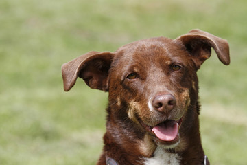 Hund auf der Wiese