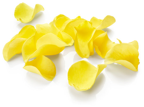 Yellow Rose Petals