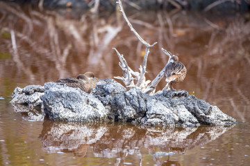 Duck in Galapagos