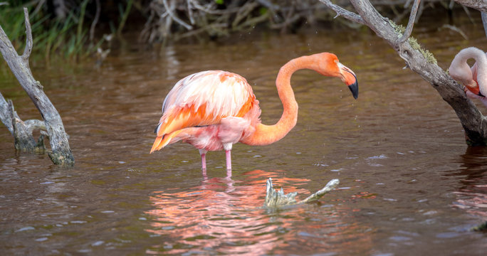 Flamingo, Galapagos Islands, Ecuador